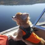 Tails and Trails The Furry Co-pilot – Part I